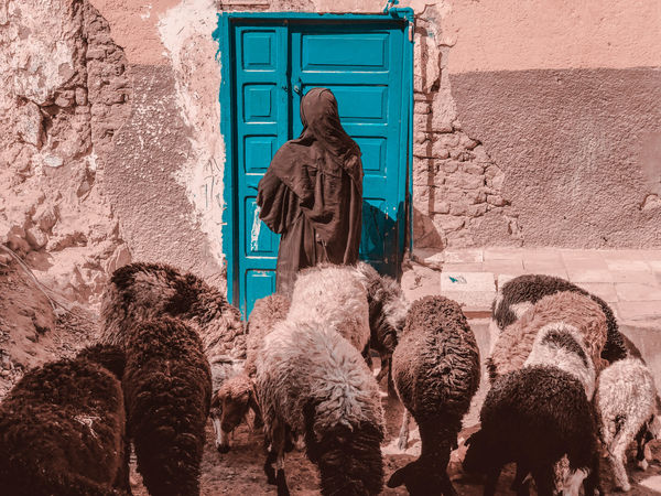 Tür und Schafe